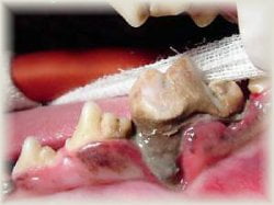 Pet Dentistry in Schuylkill Haven, PA