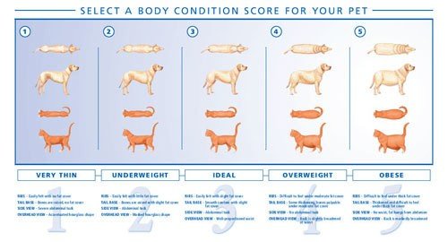 gr_BodyConditionScore