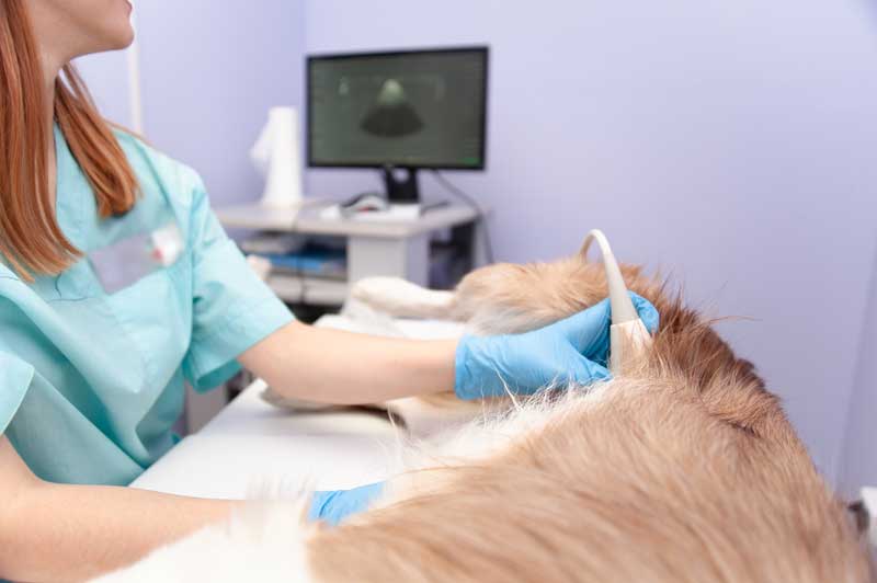 Pet Ultrasound in Schuylkill Haven, PA