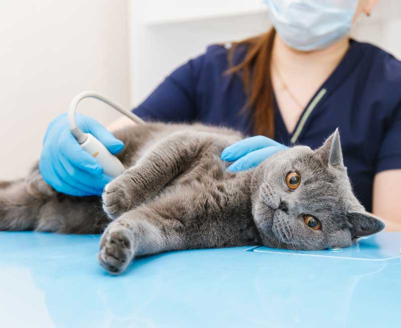 Schuylkill Haven, PA Pet Ultrasound