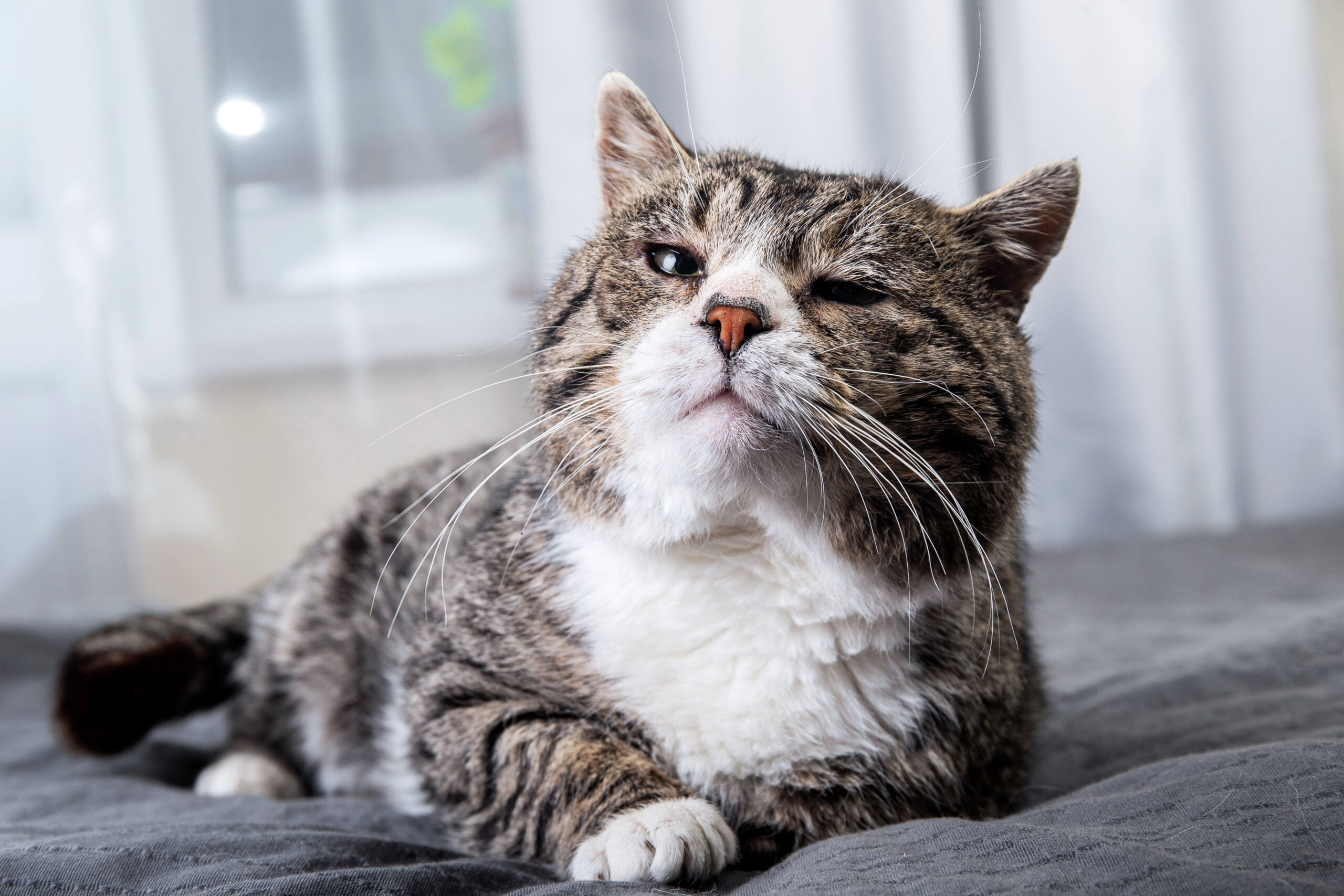 How Can Solensia for Cats Improve Joint Health and Mobility?