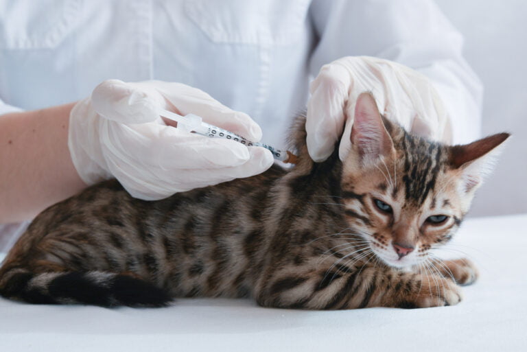 Feline Leukemia Virus Vaccination Considerations For Indoor Vs Outdoor Cats Photo Inspiration