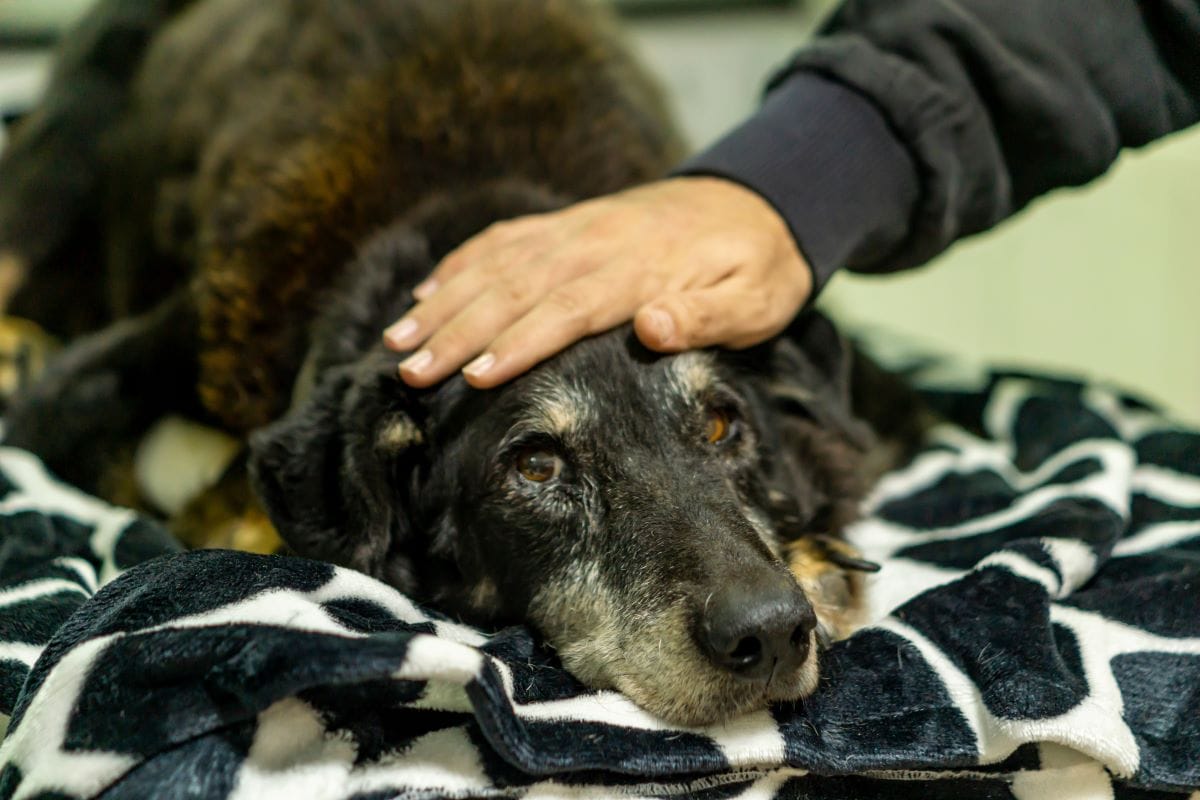 When is it time to put a dog down? 6 Signs You Should Consider Euthanasia for Dogs